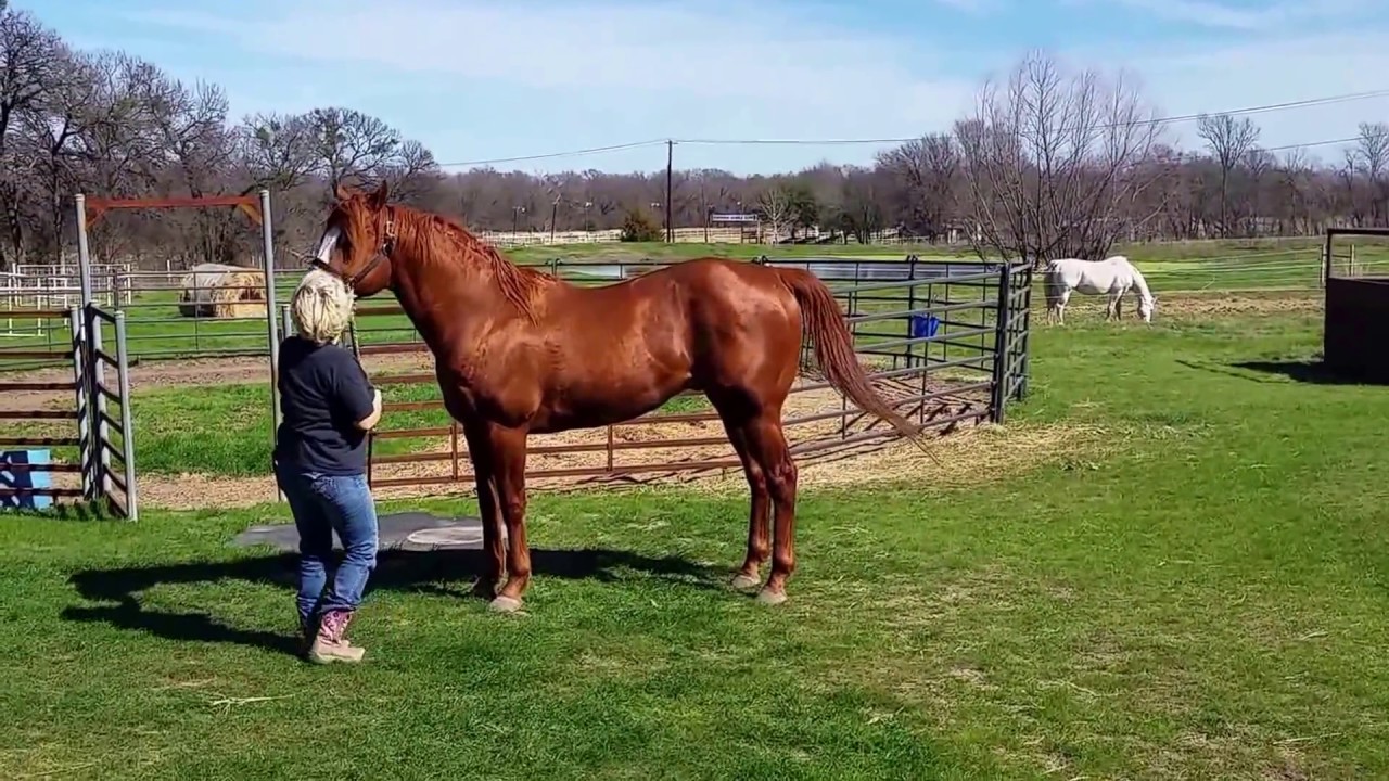 M&M Quarter Horses Jess The Fortune YouTube