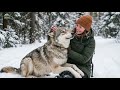 If Wolves Still Exist… How Did Dogs Evolve From Them
