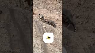 Le Duel Interdit #animaux  #wildlife  #duel #idex #animalfight