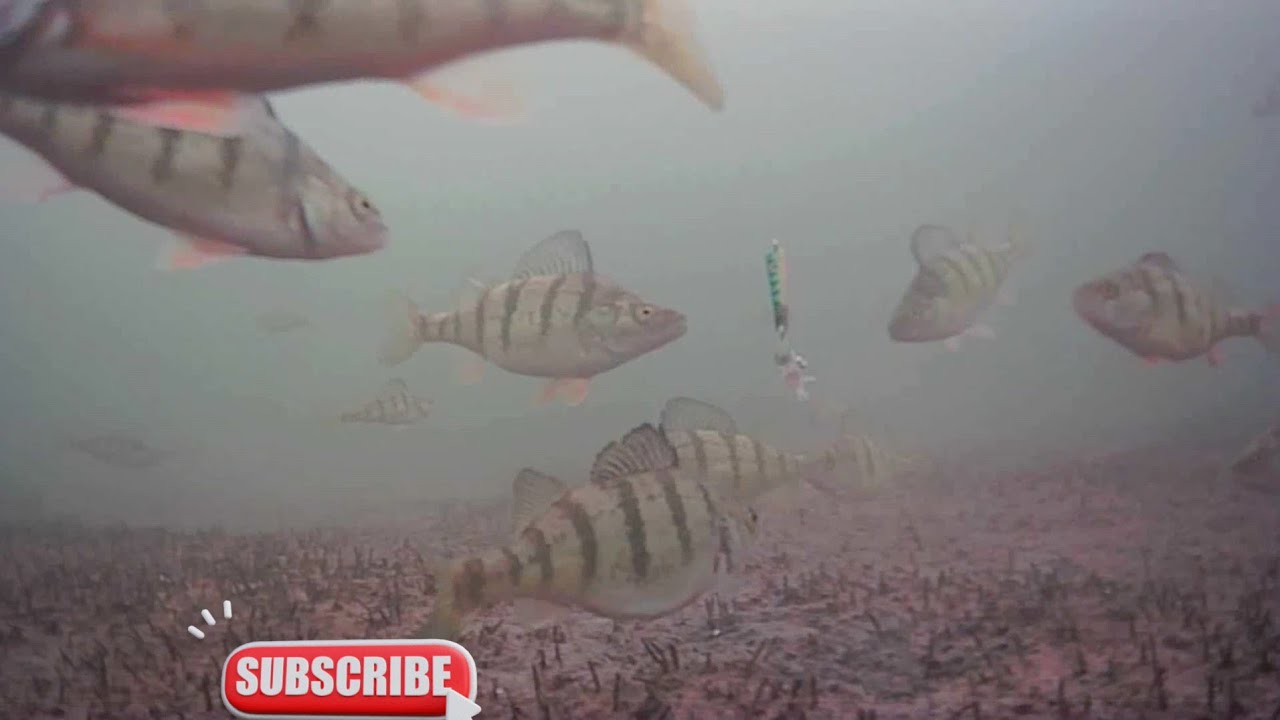 Late winter fishing / MOQCQGR Underwater Camera YouTube