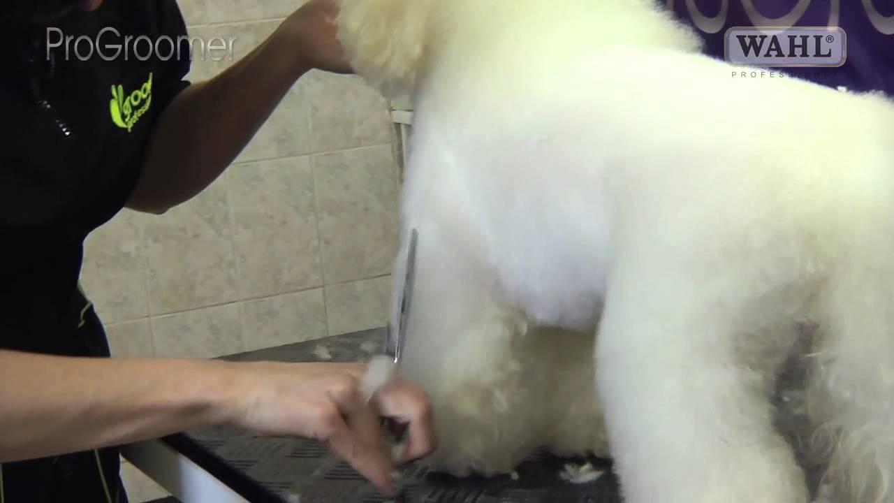 how do you brush a bichon frise