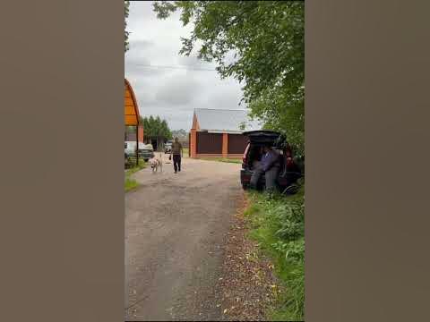 Проверка Алабая на охрану во время прогулки. Грета - YouTube