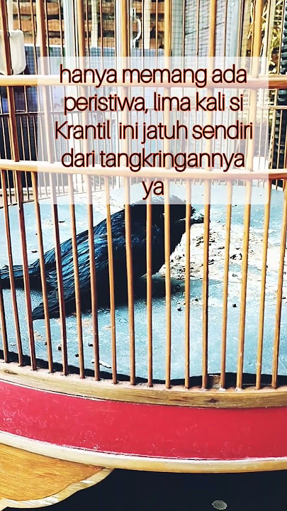 Burung Srigunting Krantil ini Sakit Misterius dan kemudian Mati