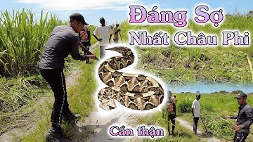 Linh Philip || Hiểm Hoạ Khôn Lường Ở Nông Trại Từ Loài Vật Đáng Sợ Nhất Châu Phi ???