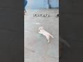 Run run run #dog #labrador #pets #love #dogshorts #doglife #gunda #cute