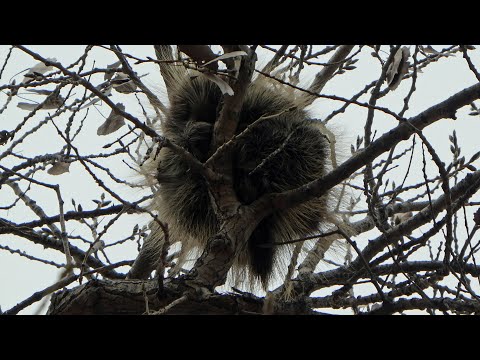 Porcupine Action Movie - YouTube