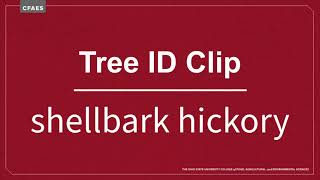 Tree ID Clip: shellbark hickory
