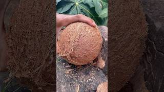 Download Lagu Very nice technique opening fresh coconut MP3