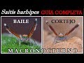 Saitis barbipes, baile de cortejo al completo (parte 2) #macronocturno