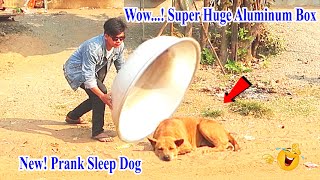 Wow...! Super Huge Aluminum Box vs Prank Sleep Dogs - Super New Prank in 2021