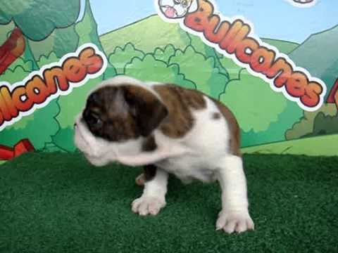 English bulldog For Sale - Chinami - http://www.bullcanes.net - ceo@bullcanes.net puppy paradise