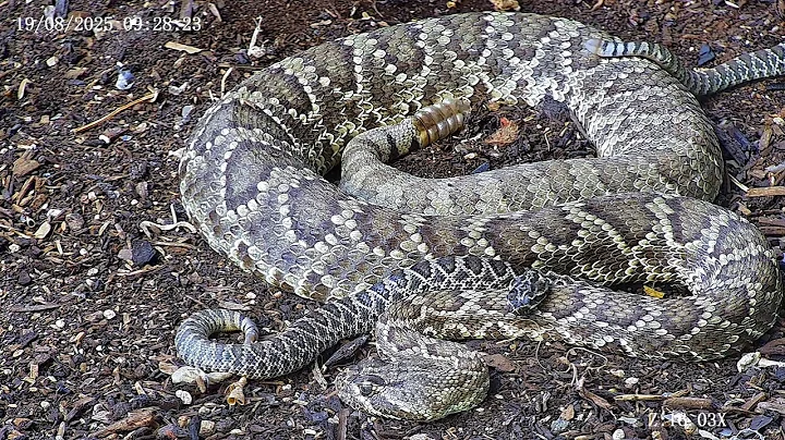 Joshua Tree Rattlesnake cam Live Stream