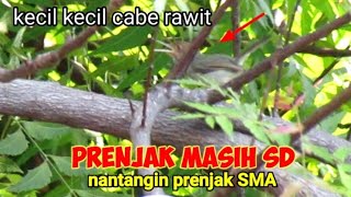 Ini Terjadi Ketika Mikat Prenjak Yang Masih SD Pikatnya Prenjak SMA 😆