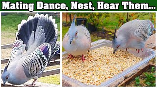 Australian Crested Pigeon video. Mating Dance Nesting Eating Sounds. Australian Native Birds