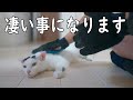 チロをブラッシングすると酷いので見て欲しい