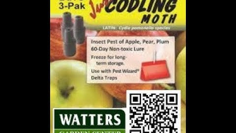 Codling Moth Trap Kit