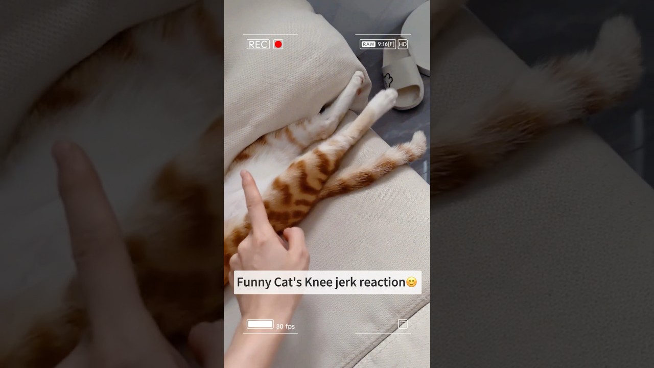 Funny Cat's Knee jerk reaction😊 
