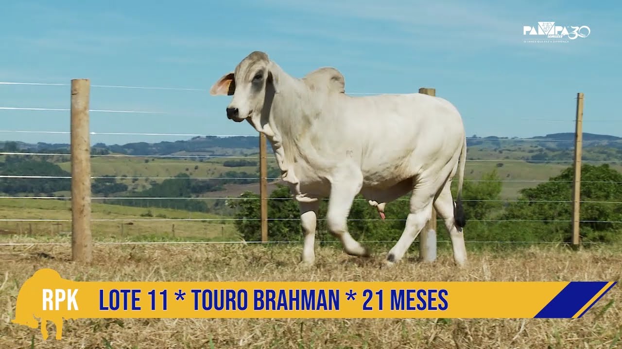 LOTE 11 - MR. LARANJA DOCE 45