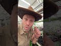 Jakie lampy do roślin domowych są najlepsze? APE led plant Basic 🌞🌞🌞