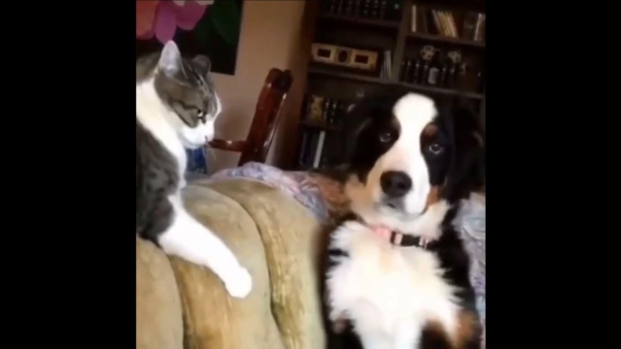 Video de chat marrant, rigolo et hilarant 058 YouTube