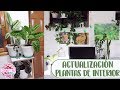 Tour por mis plantas de interior│Candy Bu