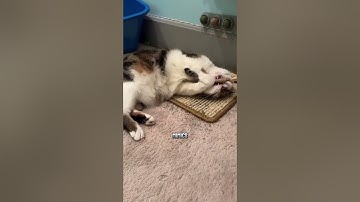 Why Cats Go Crazy for Catnip 😺🌿