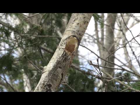 Black-capped Chickadee Meditation