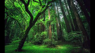Orman Sesleri Rahatlatıcı Sesler 10 Dakika