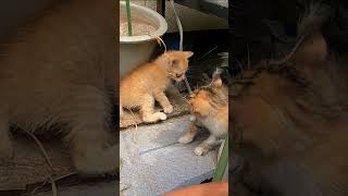 家で子猫が暴れまくった結果…#Shorts