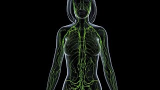 Lymphatic System