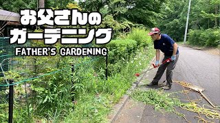 【ルンルンの裏庭】お父さんのガーデニング：生け垣の剪定をしました