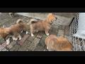 じいちゃんの秋田犬【大家族編】#56　夕暮れ