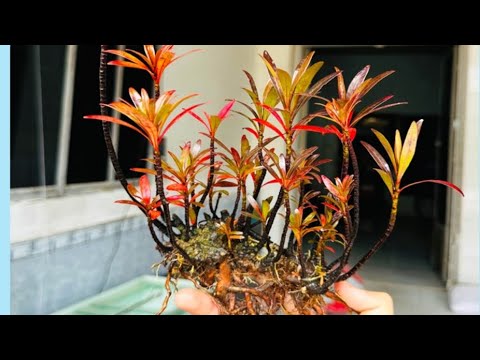 Cây rù rì bonsai ( mị nương bonsai ) làm thủy sinh hồ cá, rù rì làm bể ...