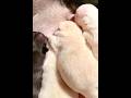 Adopting a French Bulldog Puppy: What to Know About Nursing #frenchielife #frenchbulldogpuppy #pets