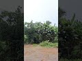 Ref:dTw7dDi-C00 When it rain in Rural Thailand. Surin Province #shorts