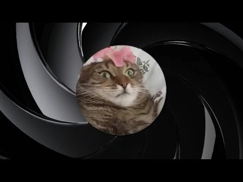 007-catto-(dank-meme)