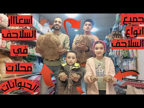 اسعااار السلاحف فى محلات الحيوانات بالتفصيييل مصرى يونانى سولكاتا ضخمة وازاى تربيها وتنتج منها و