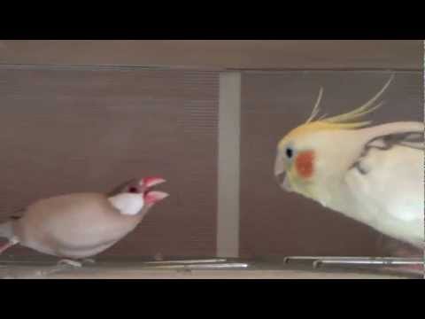 konnkonn強いぞ文鳥♪