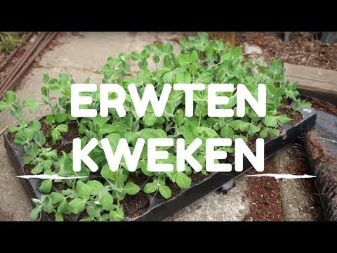 Video: Zoete Erwten: Zaaien, Verzorgen En Variëteiten