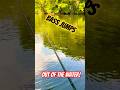 Bass Jumps Out of the Water! #bassfishing #fishing #shorts #rock