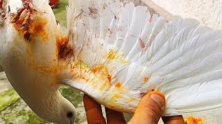 Последний голубь упал раненый. The last dove fell wounded