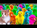 Menangkap ayam lucu ayam warna warni ayam rainbow bebek angsa ikan hias ikan cupang kelinci