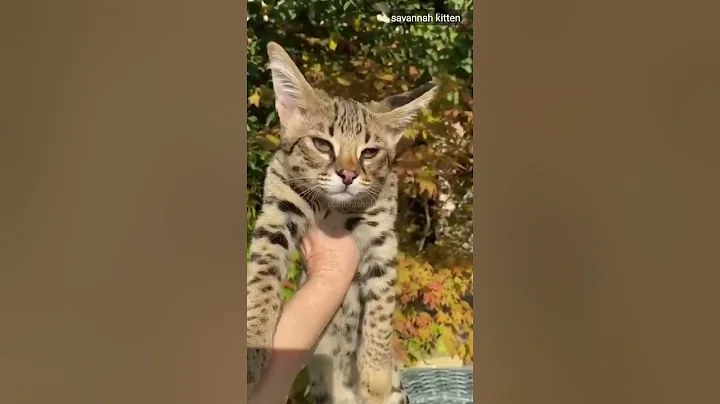 Watch the video about Savannah kitten#shorts