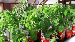 видео Закаливание рассады помидор в домашних условиях на балконе при какой температуре