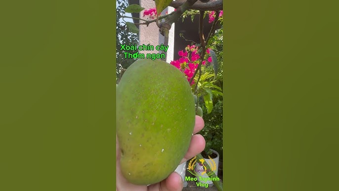 Các món ăn từ xoài chín cây