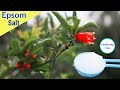 Epsom Salt Use in Gardening Plants || Benefits in Gardening, Plants and Soil || Organic gardening