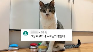 (버튼으로 의사소통하는 고양이 2탄)고양이 버튼, 진짜 알고 누르는 걸까?