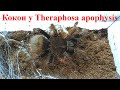 Терафоза апофизис удачное разведение (Theraphosa apophysis breeding)