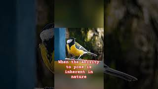 Download Lagu When the ability to pose is inherent in nature  #tit #bigtit #posing #model #birds #nature #animals MP3 Download Lagu When the ability to pose is inherent in nature  #tit #bigtit #posing #model #birds #nature #animals MP3