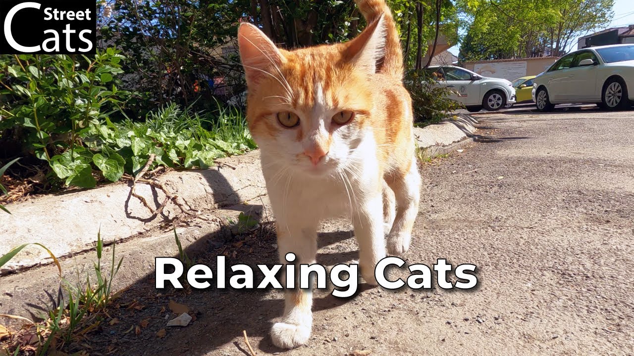Peaceful Stray Cats | Calm & Gentle Street Moments 🐾